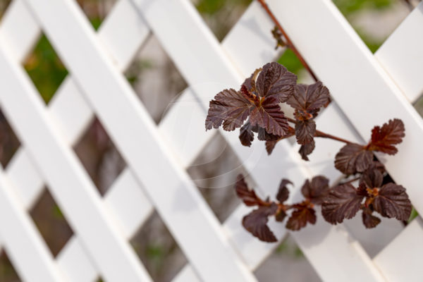 Close up of white privacy vinyl lattice