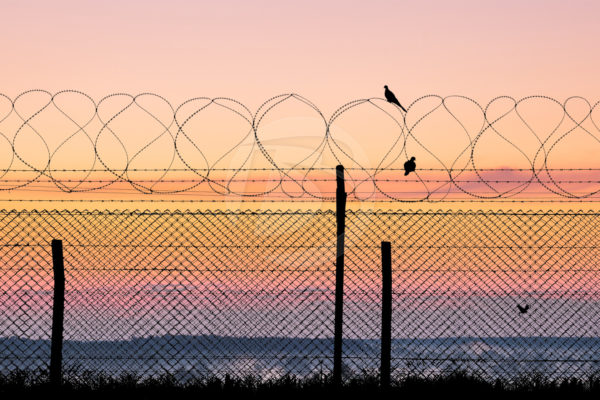 Bird perched on barbwire with a sunet