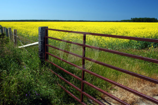 Red Farm Gate to a field of flowers