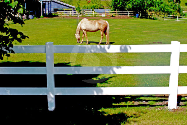 White & brown horse behind 3-rail white vinyl fence