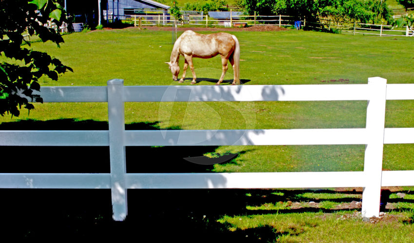 White & brown horse behind 3-rail white vinyl fence